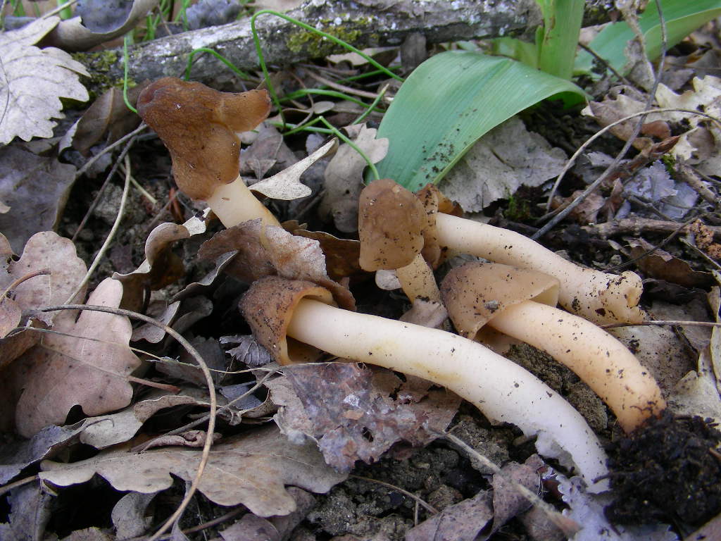 Funghi primaverili ...